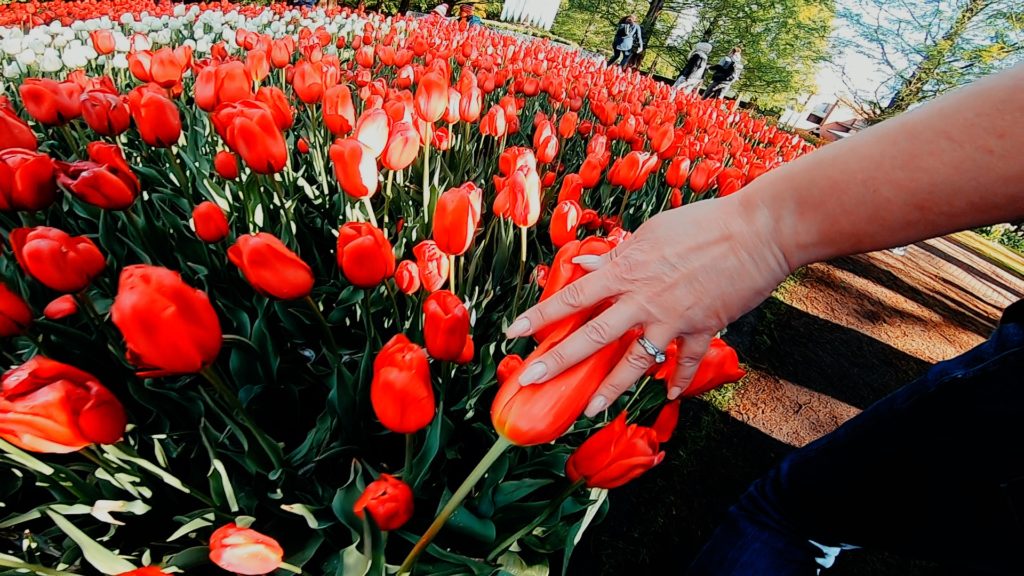 See the famous Dutch tulip gardens with EuroTrip Adventures!