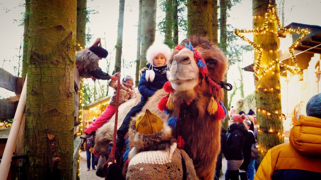 Children can ride camels at the Schloss Guteneck Christmas Market