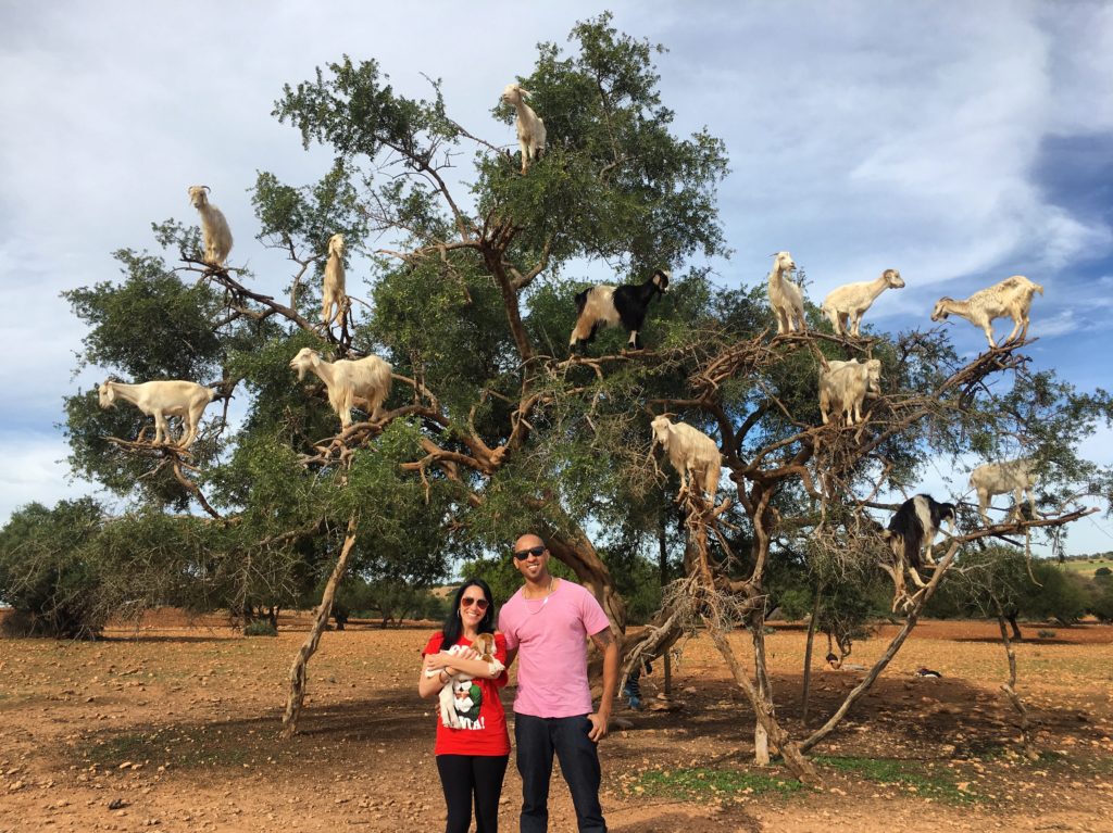 Check out the goats in trees in Morocco on your way to Essaouira from Marrakech!