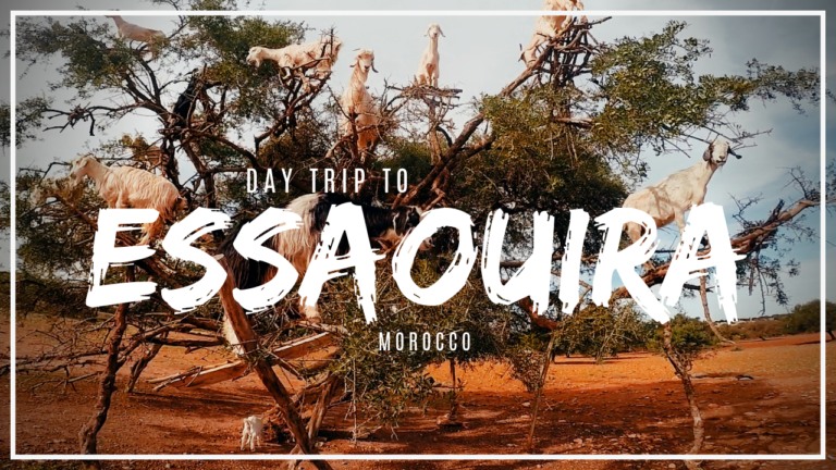 Goats In Trees Morocco: Day Trip From Marrakech to Essaouira