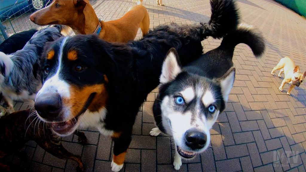 Can you bring your dog to Germany? Or is it a banned breed?