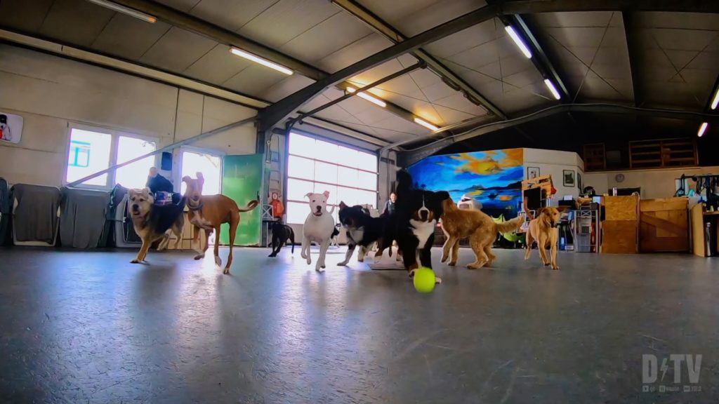 Help your dog socialize when you PCS to Germany!