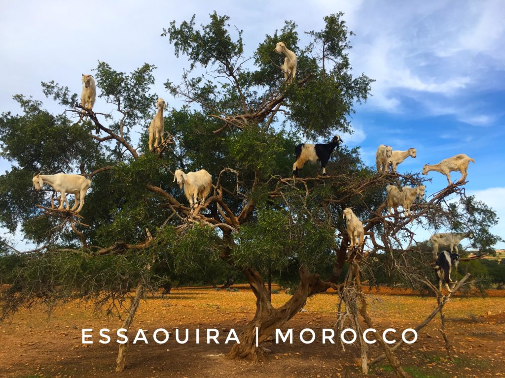 It's almost impossible to miss the goats in trees in Morocco if you take a day trip from Marrakech to Essaouira