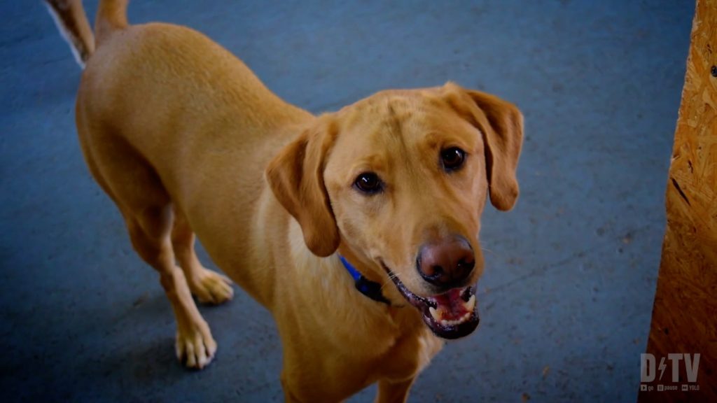 Do you know how to ship your pet to Germany when you PCS?