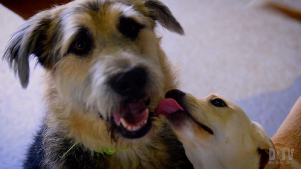 At Hunde Kinder in Grafenwoehr, Germany, dogs are supervised and socialized in a safe environment