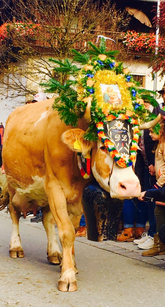 When the farmers bring the cows home in October, they decorate the cattle with headdresses covered in flowers, garlands, photos, and branches