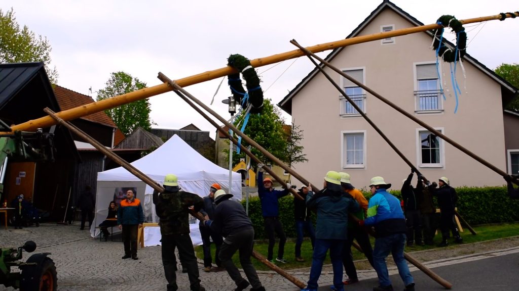 Raising the Maypole is no easy task! It usually takes a dozen men and a few tractors to hoist it safely