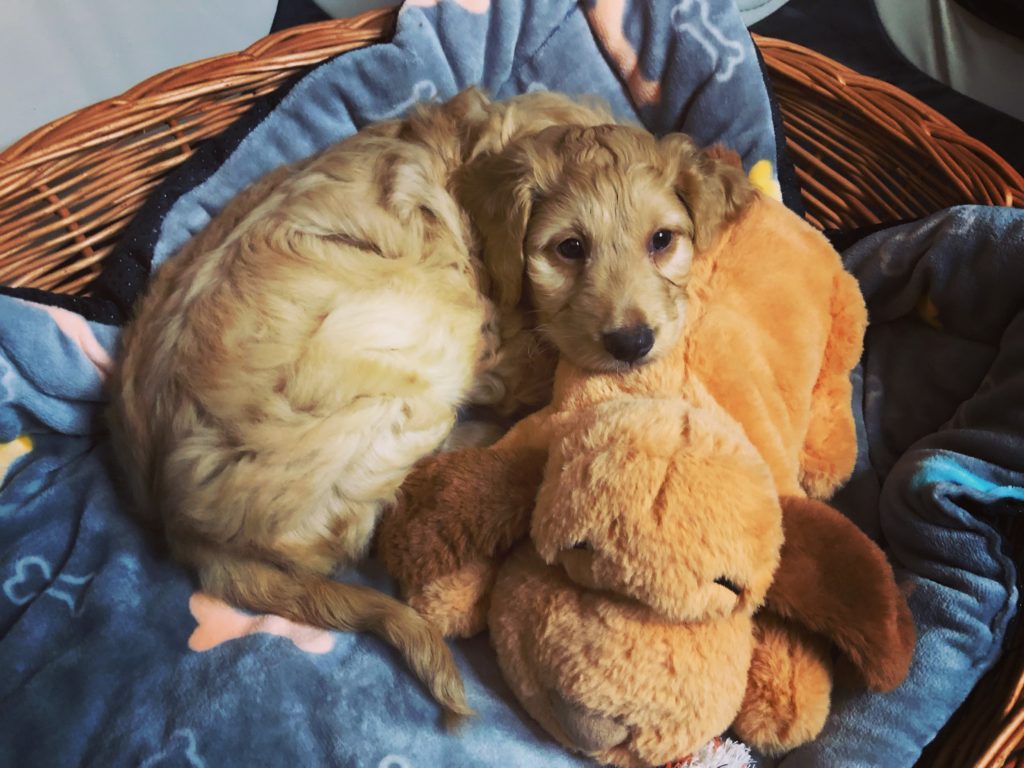 Make your puppy's home cozy with a basket, blanket, and a plush toy!