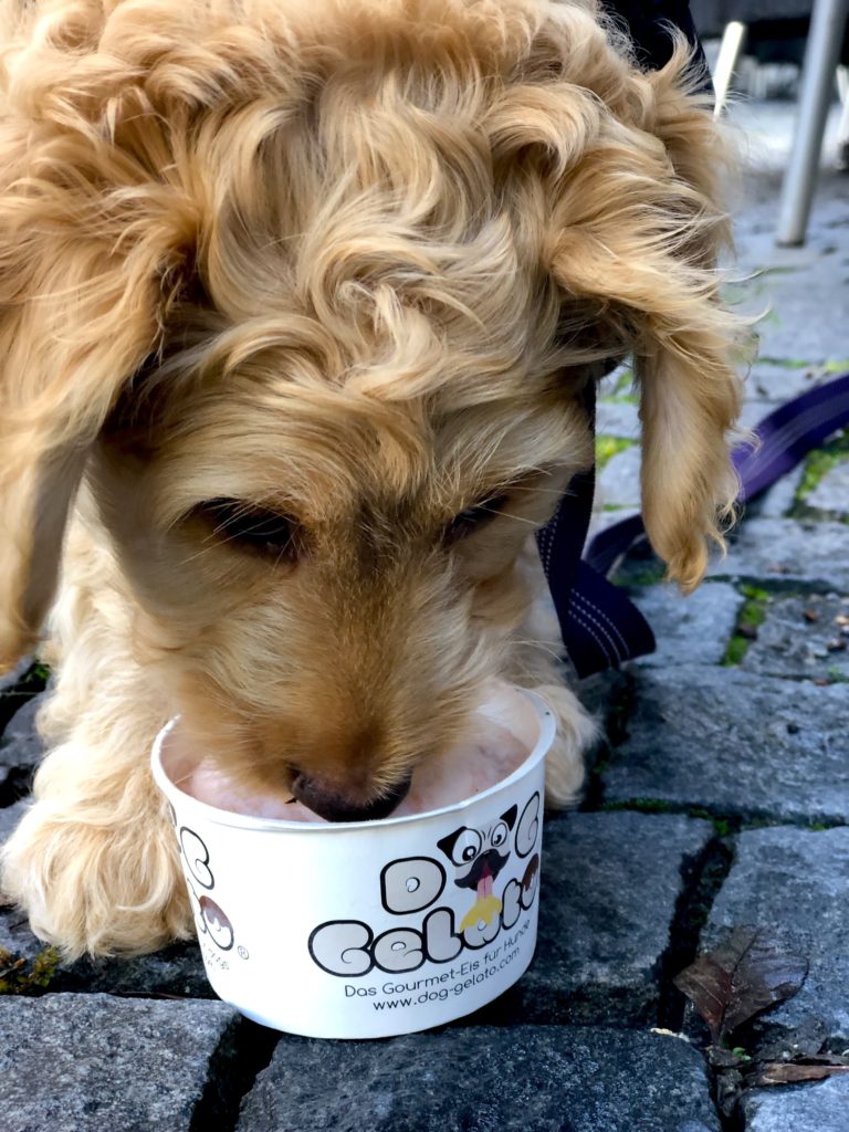 Gelato shops in Germany will sometimes have special flavors just for pups!