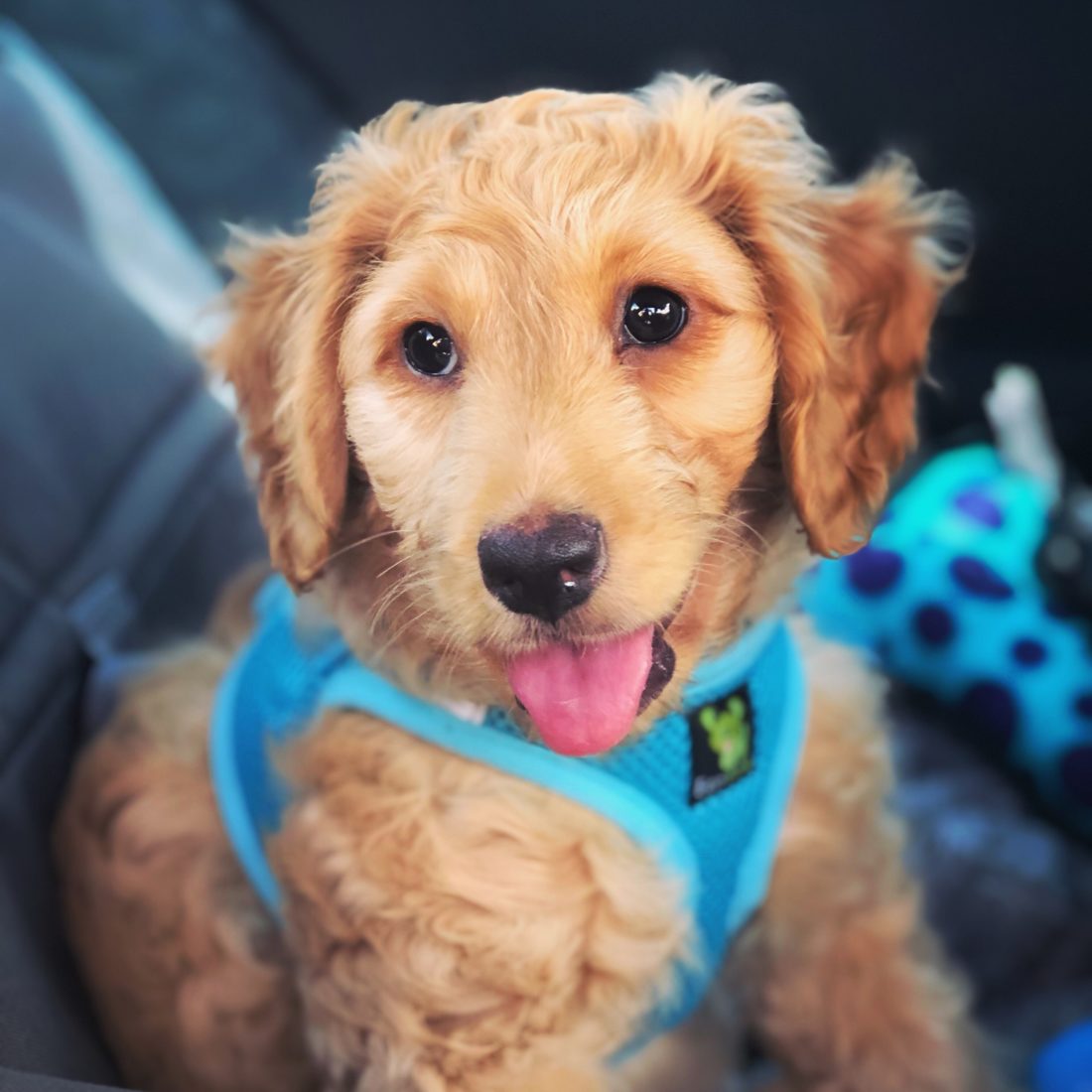 How To PCS to Germany with Pets A Complete Guide