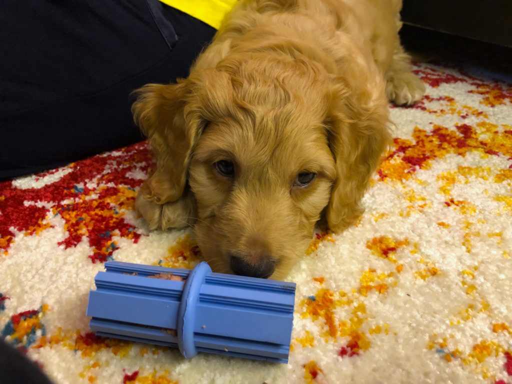 He may not look entertained in this photo, but trust us - this teething toy (kong) has to be on your puppy essentials list!