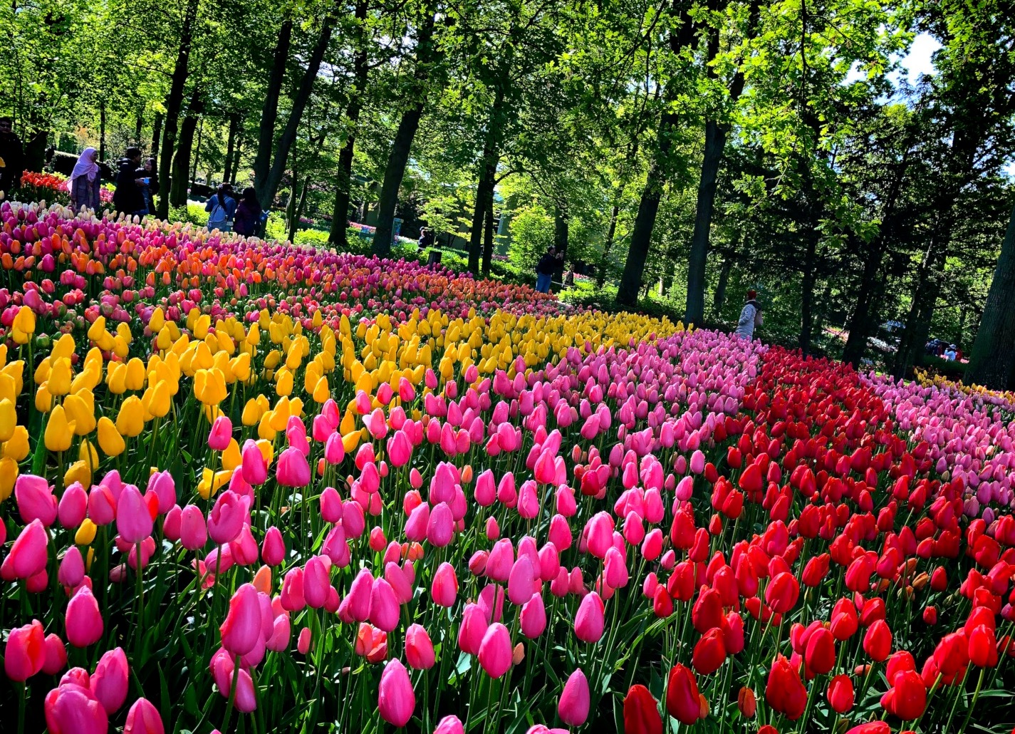 Tulips, windmills, coffee shops, cheese, canals...find it all in the Netherlands! Learn more at dtvdanieltelevision.com