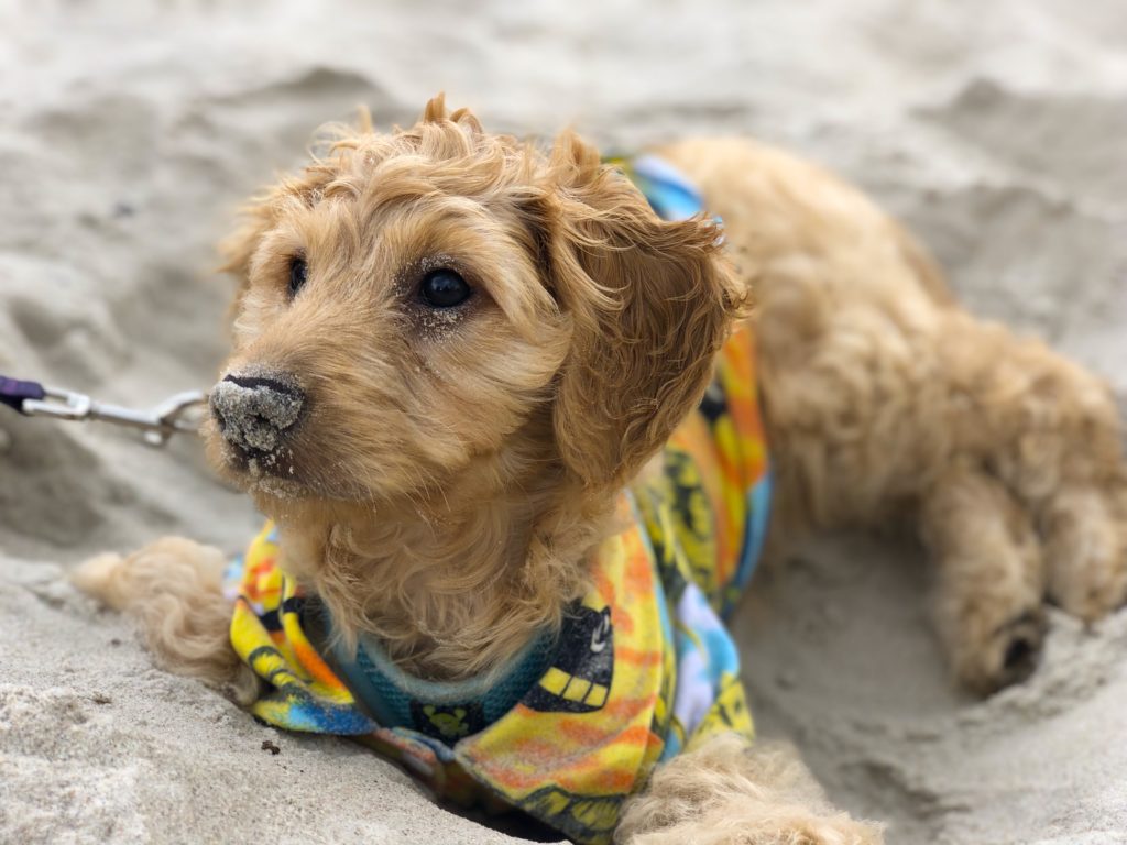 Want to travel with your dog? Check out our list of puppy essentials for when you travel: dtvdanieltelevision.com