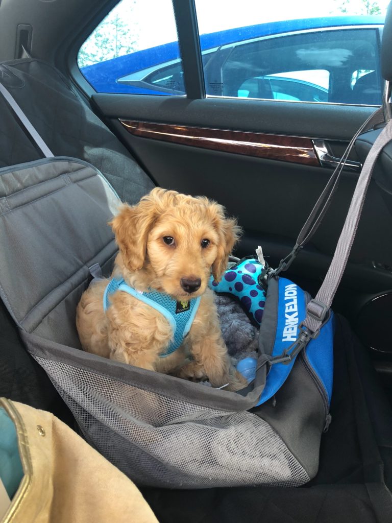 If you want to keep your car clean, this puppy car seat will keep your dog safe during the drive!