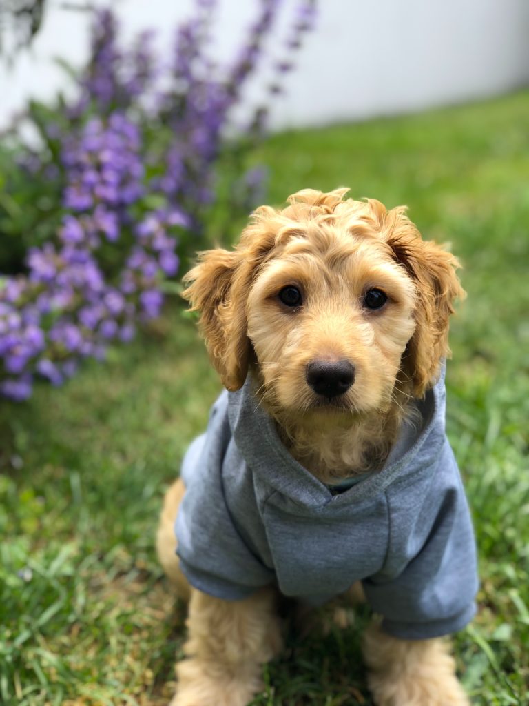 Your dog has to look cool for all the other dogs, right? Add a hoodie to your list of puppy essentials!