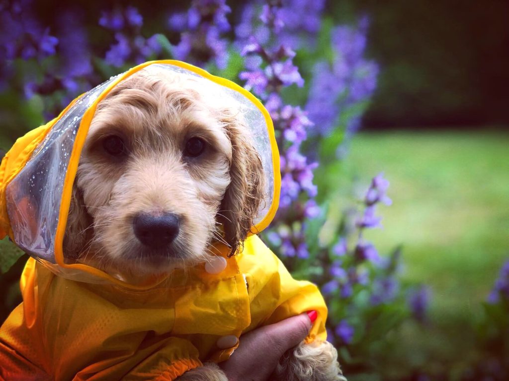 I'm not sure if this rain jacket really keeps our puppy dry, but he looks so gosh darn CUTE in it! Follow him on Instagram @lil_baxter_boy