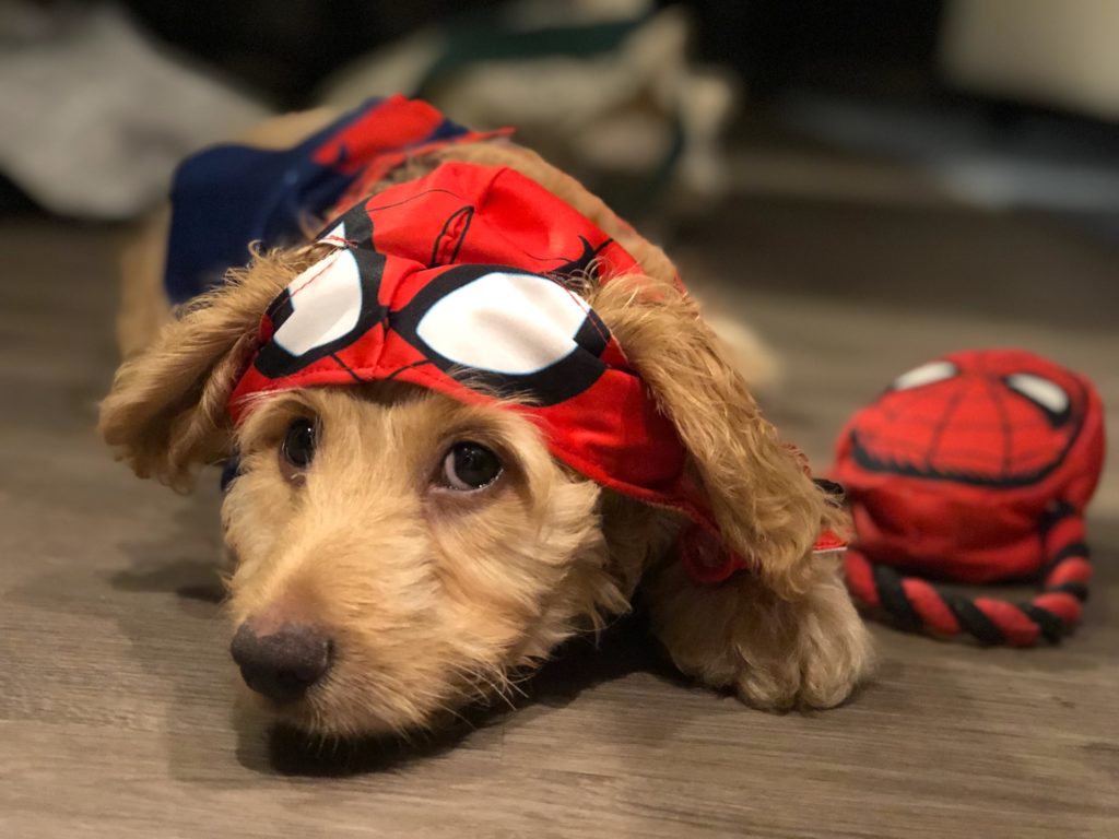 Why yes, they DO make Spiderman costumes for dogs!