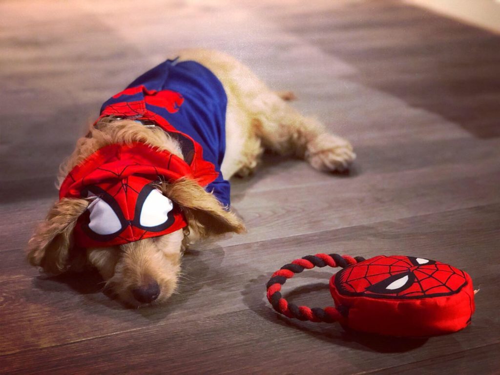 He may look like he doesn't like the costume, but Baxter loves the costume. Follow him on Instagram @lil_baxter_boy