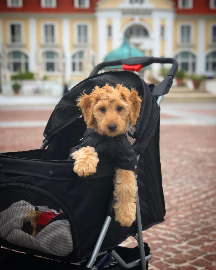 Yes, Baxter has a very plush lifestyle. But if you want to travel with your puppy, a stroller is essential! Follow him on Instagram @lil_baxter_boy