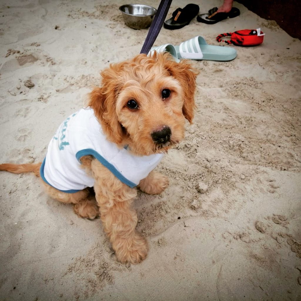 This is the face of a puppy who loves to eat sand. Follow him on Instagram @lil_baxter_boy