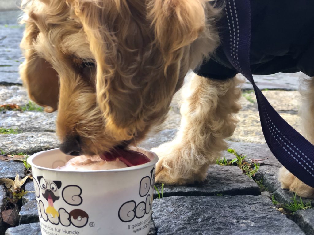 Dog eating ice cream at Eiscafe Dolce Vita