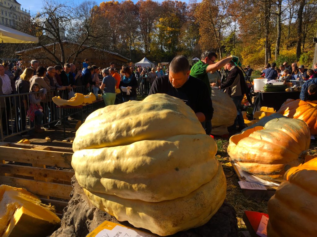 Giant pumpkins being weighed and carved in Ludwigsburg Germany