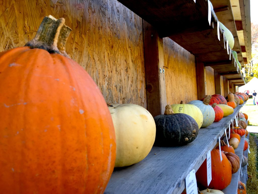 Displays of different sized pumpkins and squash in Ludwigsburg Germany